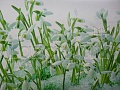 Фартук для кухни Подснежники (3D фотопечать)