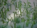 Фартук для кухни Подснежники (3D фотопечать)